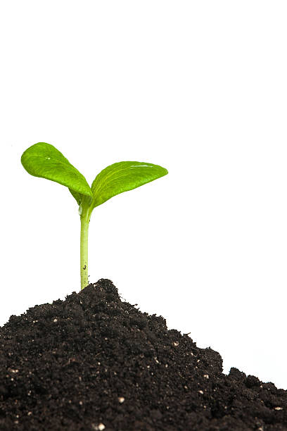 istock Heap dirt with a green plant sprout isolated 489223947