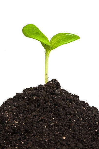 istock Heap dirt with a green plant sprout isolated 489224025