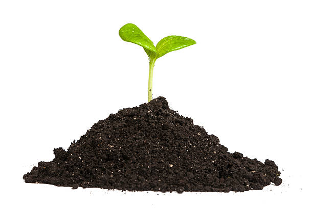 istock Heap dirt with a green plant sprout isolated 489224195