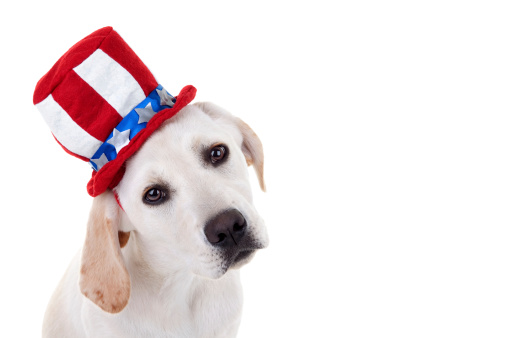 Patriotic Labrador retriever puppy isolated on white with copy space for your text