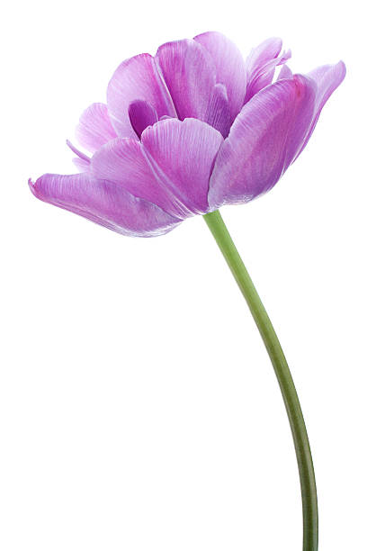 тюльпан - tulip blue close up cut flowers стоковые фото и изображения
