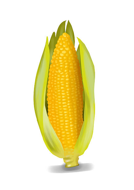 istock Realistic corn illustration, front view of one intense yellow vegetable. 489224647