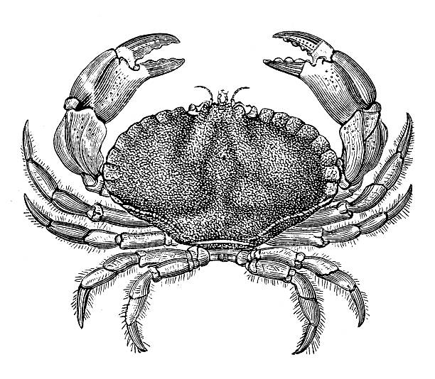 Antique illustration of Cancer pagurus (edible crab or brown crab) Antique illustration of Cancer pagurus (edible crab or brown crab) river crab stock illustrations