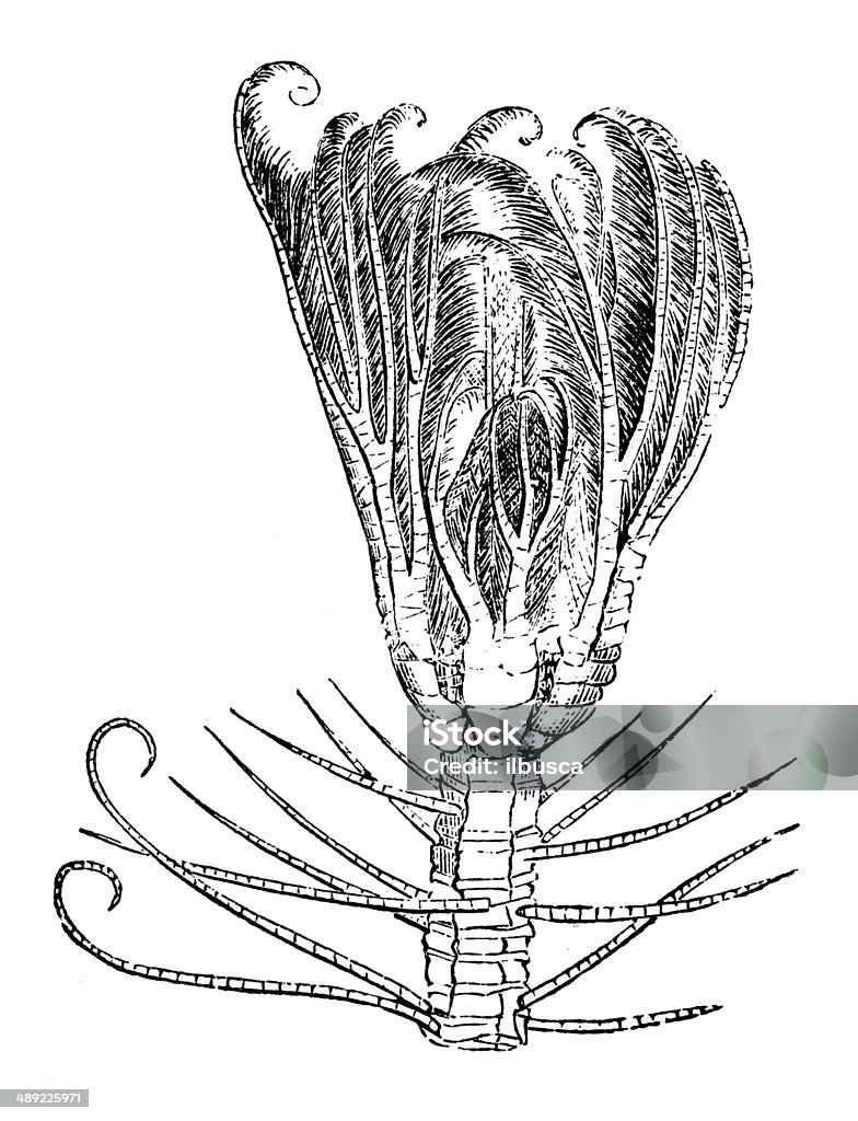 Antique illustration of Pentacrinites 19th Century Style stock illustration