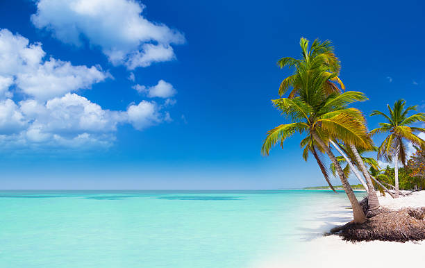 istock Tropical beach in Dominican Republic 489242806