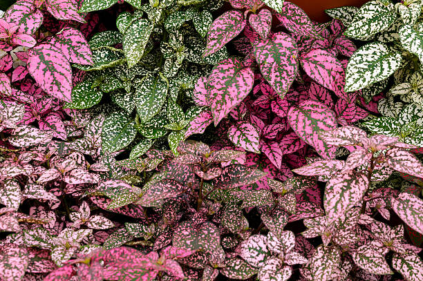 istock Ornamental Flowers, Hothouse production Plants 489243866