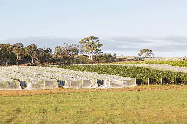 View of Vineyard with white netting protecting the vines, Tasmania, Australia