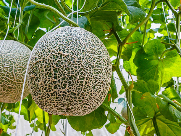 istock Cantaloupe melons growing in a greenhouse supported by string me 489244644