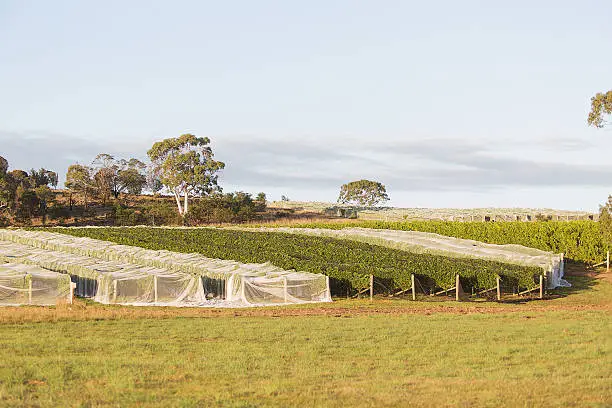 View of Vineyard with white netting protecting the vines, Tasmania, Australia