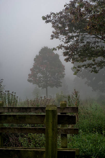 istock Fog in the park- Warminster 489249080