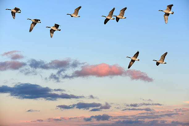 istock Canada Geese flying over a sunset sky 489249684