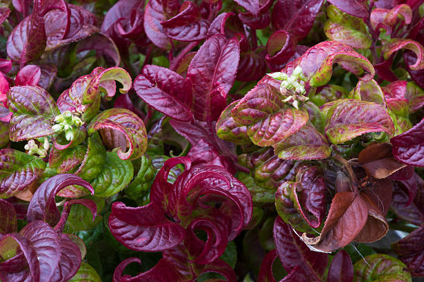 istock Red Curly plant or leucothoe axillaris 489250274