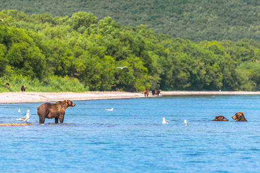 Mother Bear looking for her two kids swimming in the lake