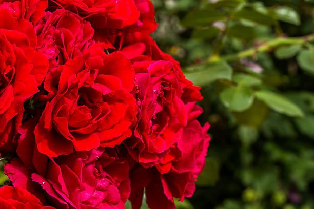 istock beautiful red roses for romatic background 489252488