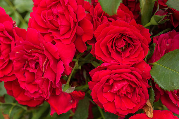 istock beautiful red roses for romatic background 489252510