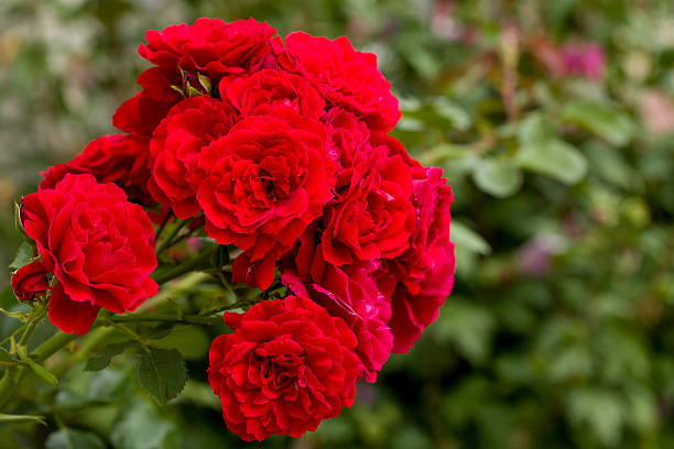istock beautiful red roses for romatic background 489252530