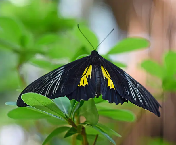 Butterfly black,yellow outdoors in the summer.