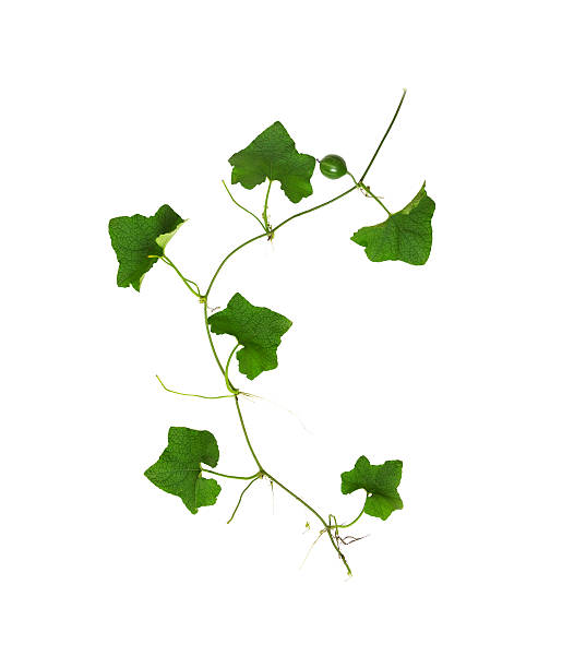 istock Collage of vine leaves on white background (clipping path) 489254152