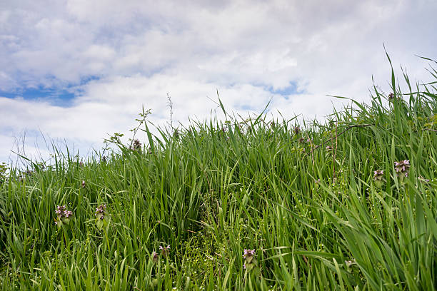 Italian countryside near Ozzero (Milan, Italy) stock photo