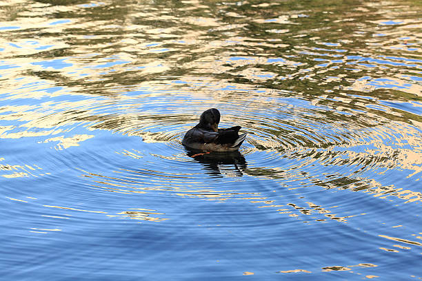 istock ducks in a city park 489254988