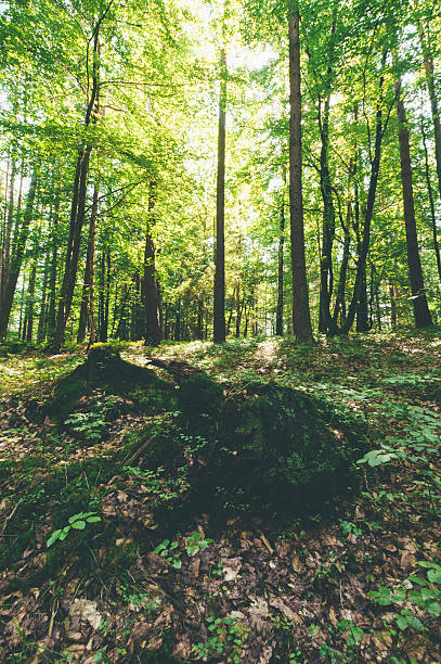 istock Austrian Forest near Velden am Worthersee (Carinthia, Austria) 489255028