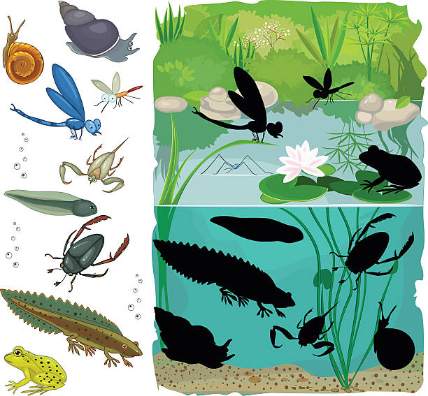 Find the shadow of pond inhabitants Find the shadow of pond inhabitants puzzle silhouettes stock illustrations