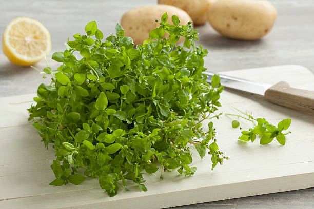 Fresh green chickweed Heap of fresh green chickweed on a cutting board stellaria media stock pictures, royalty-free photos & images