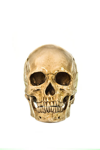 istock Front view of human skul 489256278