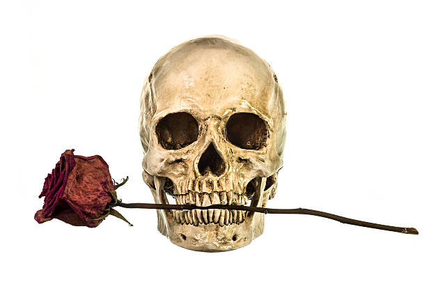 istock Skull with dry red rose in teeth 489256448