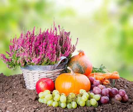 Fall fruit and vegetables, agriculture, Autumn nature concept.