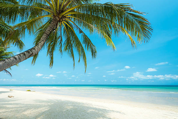 istock Beautiful coconut palm tree at the tropical beach , Thailand 489257900