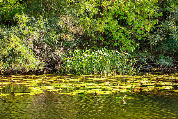 istock Landscape image of a small river reedy and old trees 489258398