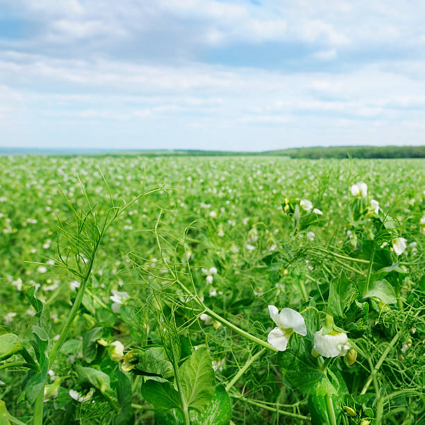 field  and blue sky field with flowering peas and blue sky leath stock pictures, royalty-free photos & images