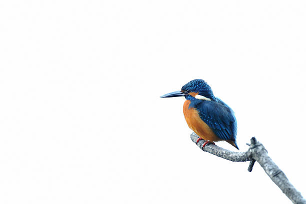 Kingfisher of the white background stock photo