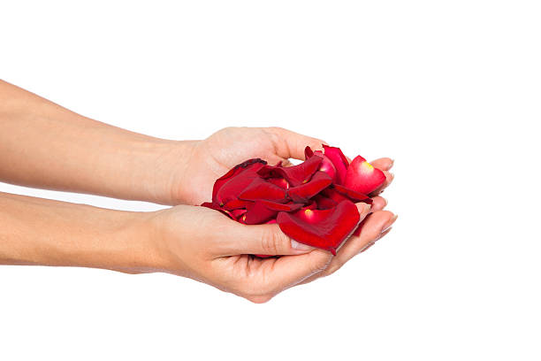 istock Red rose petals in woman's hand 489268285