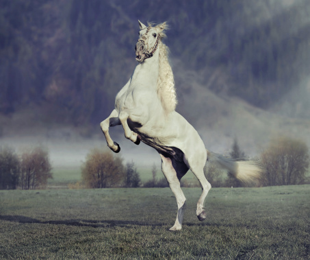 Majestic horse jumping on the green meadow with purple background