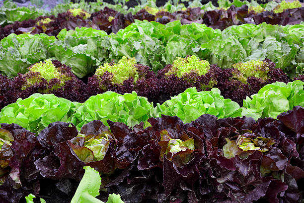 istock BIO  fresh salad on garden 489269169
