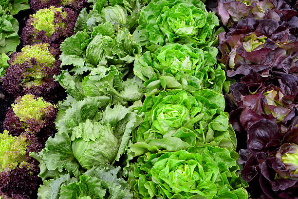 istock BIO  fresh salad on garden 489269699