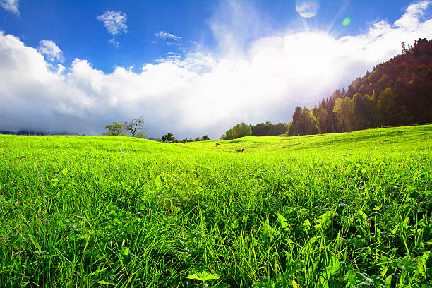 istock young fresh green field on summer 489270381