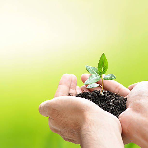 istock Hands holding green seedling with soil 489270517