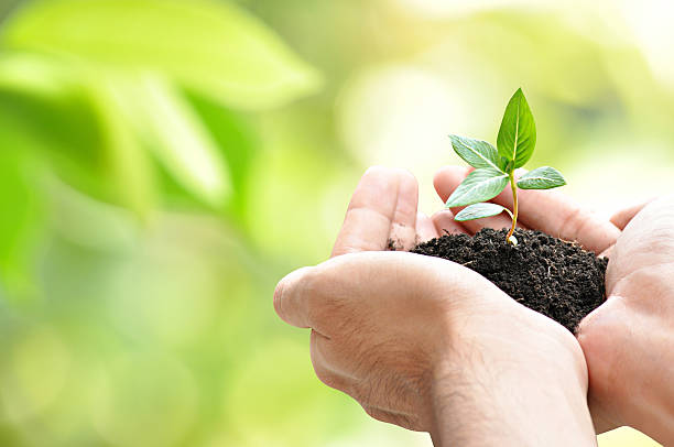 Hands holding seedling with soil on green bokeh blackground