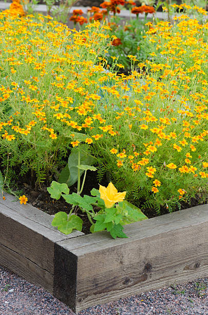istock marigold flowers and other herbs, close-up 489270777