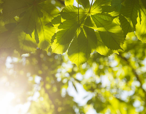 istock Green chestnut leaves 489271033