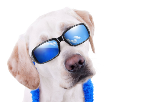 Summer holiday vacation Labrador dog in sunglasses with reflection of ocean and sky isolated with copy space
