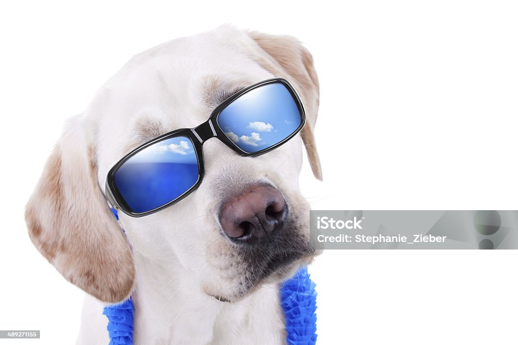 Labrador cão de férias de verão - Foto de stock de Cão royalty-free