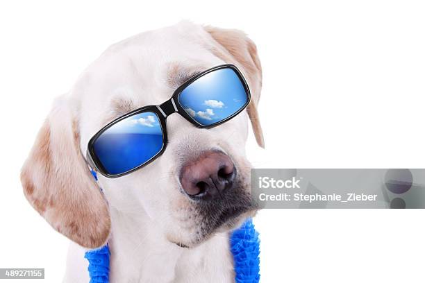 Foto de Labrador Cão De Férias De Verão e mais fotos de stock de Cão - Cão, Ilha, Luau