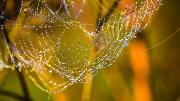 istock Drops of dew on a web shined by morning light 489271245