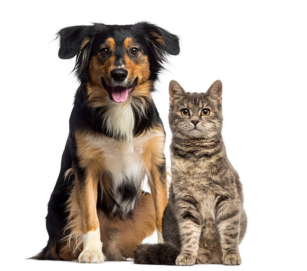 gatto e cane seduto insieme - cagnolino foto e immagini stock