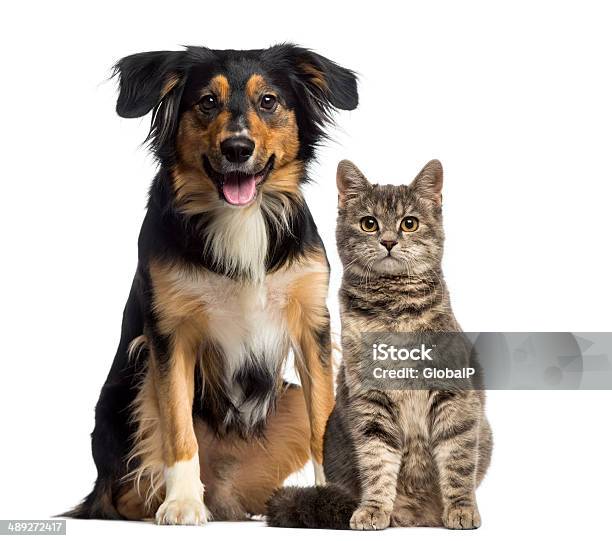 Cat And Dog Sitting Together Stock Photo - Download Image Now - Dog, Domestic Cat, White Background