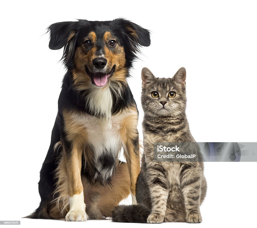 Cat and dog sitting together - Royaltyfri Hund Bildbanksbilder
